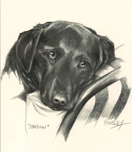 "Shadow" Pet Portraits In Charcoal