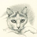 "TC" Pet Portraits In Charcoal