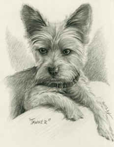 "Tanner" Pet Portraits In Charcoal