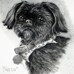 "Tuxedo" Pet Portraits In Charcoal