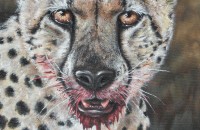 "Cheetah: Fresh Kill" Acrylic 11"x14" Gallery wrap Finish