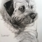 "Eleanor" Pet Portraits In Charcoal